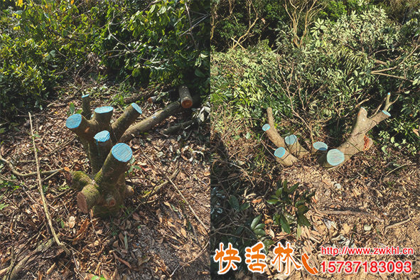 快活林植物傷口愈合膏保護(hù)荔枝大傷口效果怎么樣了