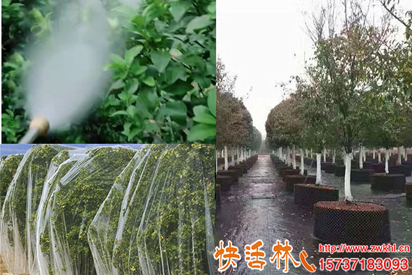 冬季樹木防凍措施有哪些新栽苗木冬天怎么防寒
