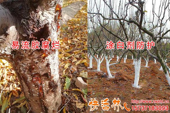 冬季樹(shù)木涂白的作用有哪些，桃樹(shù)刷快活林涂白劑殺菌防凍減少病害