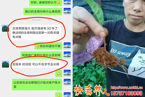 快活林苗木生根劑跟茂扦插茶苗史經(jīng)理扦插30年沒見過根系這么旺盛