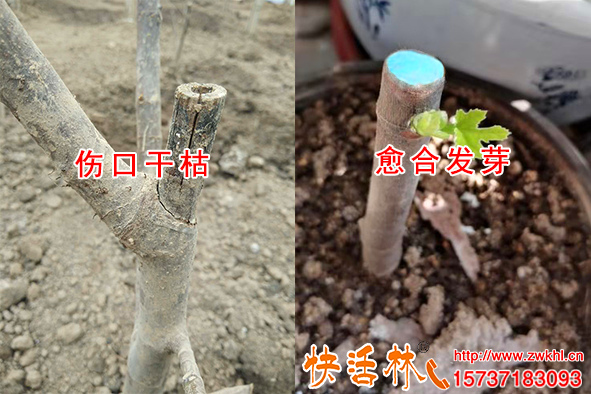 大樹傷口怎么愈合原理是什么為什么快活林愈傷膏可以有效保護傷口