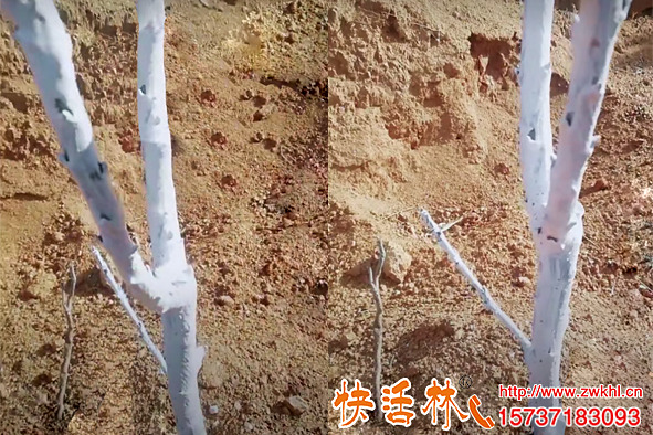 快活林果樹(shù)涂白劑價(jià)格多少，為什么比傳統(tǒng)涂白劑殺菌防凍性能更強(qiáng)