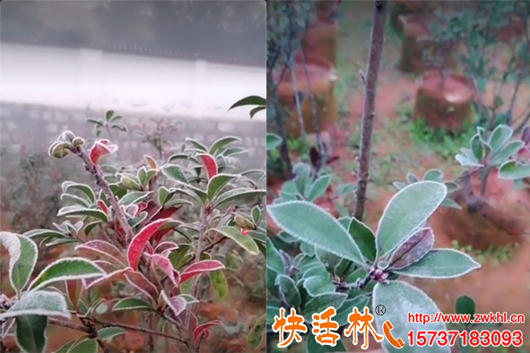 作物防凍劑冬季抗寒解凍害，石楠嫩葉霜凍結(jié)冰也沒有問題