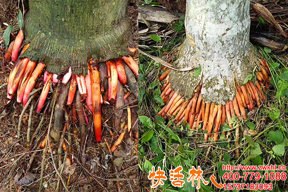 海南張經(jīng)理檳榔樹偶然用根得勁，快活林生根水效果竟然這么快