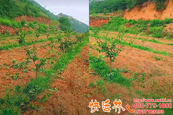 生根粉是什么，山西朔州樊經(jīng)理拿著快活林說這才是生根粉