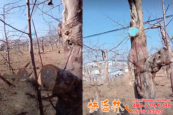 河北邯鄲趙經(jīng)理找到快活林果樹愈合劑廠家才放心了