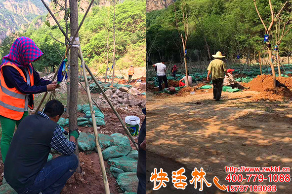 遼寧鞍山蘇經(jīng)理第三次用快活林大樹(shù)移栽吊針液了