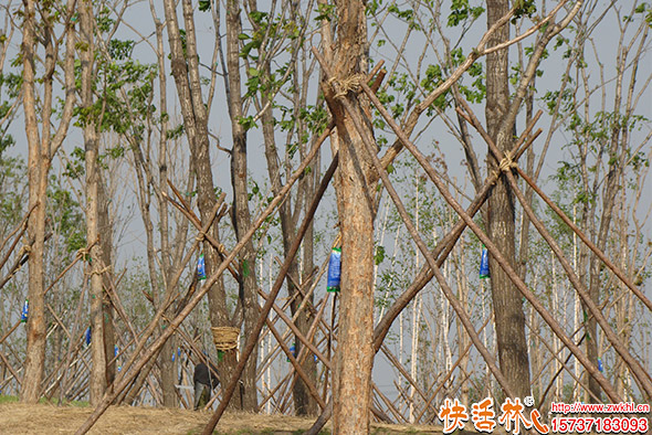 快活林大樹(shù)營(yíng)養(yǎng)液使用