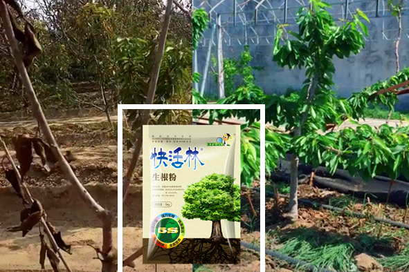 櫻桃移栽用什么品種的生根粉，陜西漢中呂經(jīng)理櫻桃苗成活率95%