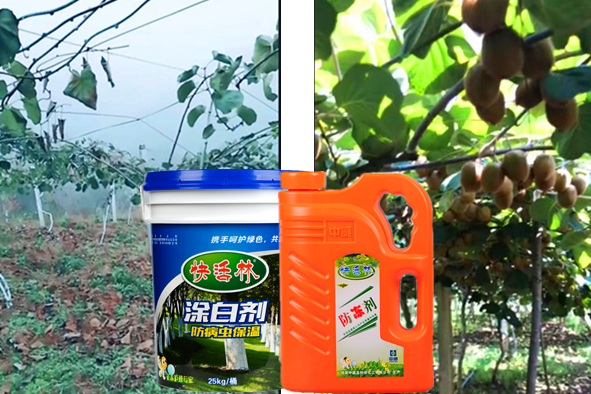 湖南袁經(jīng)理獼猴桃用果樹防凍劑，凍害輕產量倍增