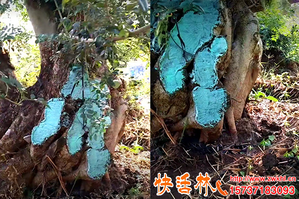 快活林愈傷膏植物傷口涂補(bǔ)劑老樁截干保護(hù)恢復(fù)快無開裂腐爛