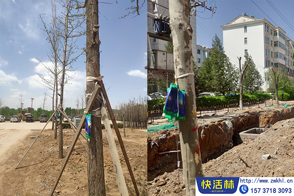 快活林營養(yǎng)液應(yīng)用