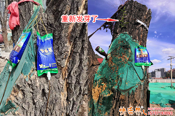 快活林大樹(shù)營(yíng)養(yǎng)液古樹(shù)復(fù)壯