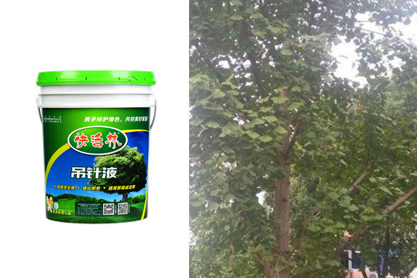 快活林大樹專用營養(yǎng)液，山東王經(jīng)理銀杏樹葉子又厚又綠