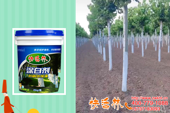 湖南婁底劉經(jīng)理法桐樹(shù)木用涂白劑，不光附著力強(qiáng)打藥都少了