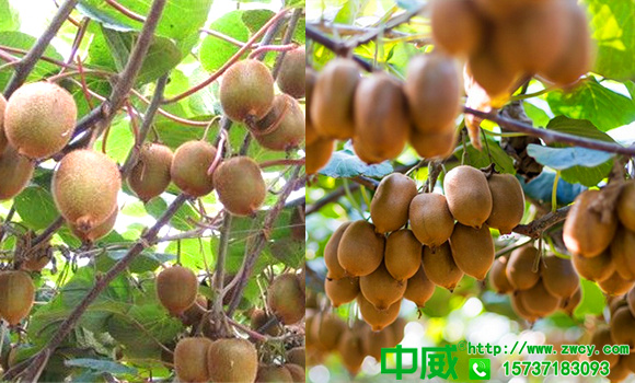 獼猴桃樹用什么肥料好，應(yīng)該這么追肥利用價值才更高