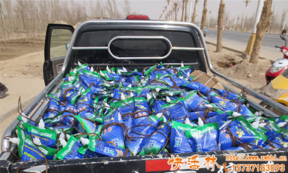 哪里賣園林綠化用品？綠化工程馬上動工園林養(yǎng)護品去哪買？