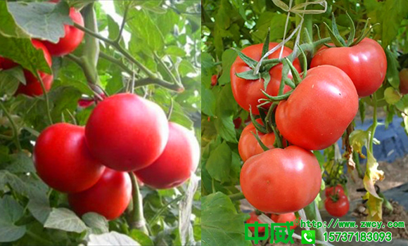 種菜用什么肥料好，大棚蔬菜怎么管理長得快質(zhì)量高