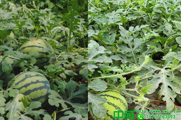 西瓜用什么肥料甜，西瓜提升品質(zhì)用什么水溶肥好