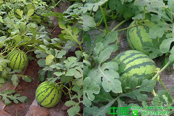 西瓜施什么肥料好？用什么水溶肥西瓜又大又甜？