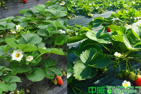 什么藥能讓草莓苗粗壯，草莓種植用什么肥料效果好