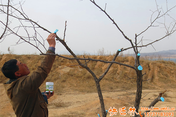 果樹傷口怎么處理，果樹傷口愈合劑什么時候用