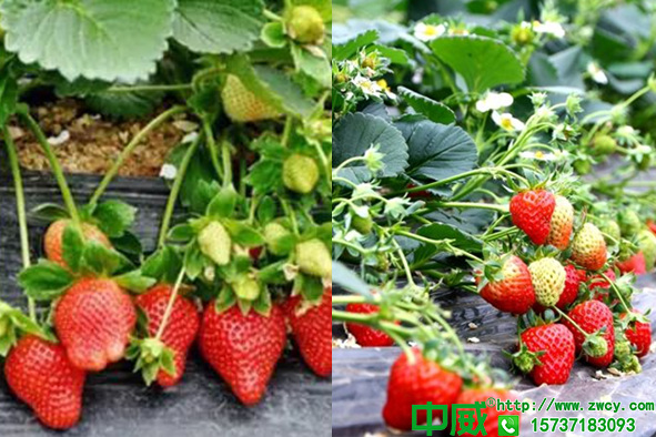 種植草莓需要注意事項，怎么種草莓產(chǎn)量才會高