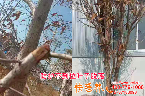 桂花樹(shù)在北方用植物防凍劑有用嗎？冬天不落葉沒(méi)凍傷這么做