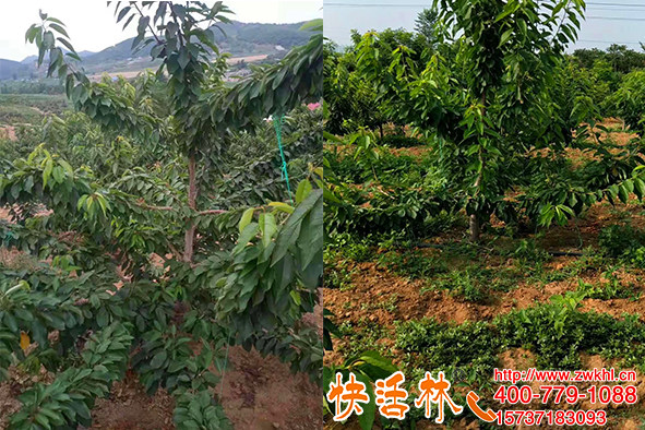 櫻桃樹用什么生根劑復(fù)壯效果好，櫻桃園用快活林枝葉厚綠恢復(fù)快