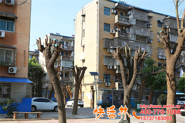 快活林植物傷口愈合膏涂抹截冠大香樟樹傷口光滑不開裂