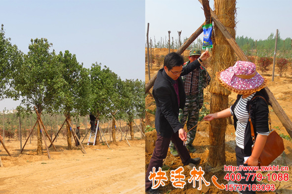 快活林吊針營養(yǎng)液提高成活率工程綠化減少浪費(fèi)真正降低成本