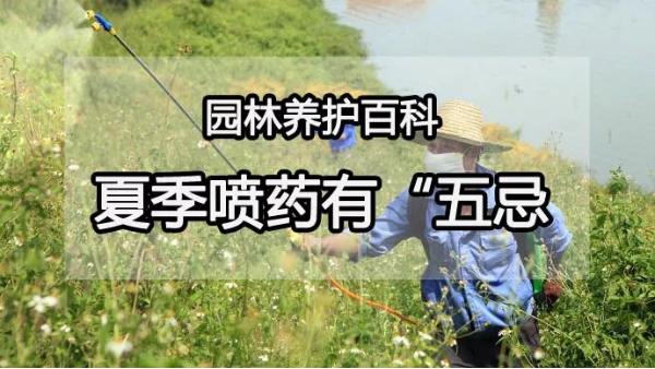 中威,中威春雨,夏季噴藥注意事項(xiàng)，快活林園林養(yǎng)護(hù)