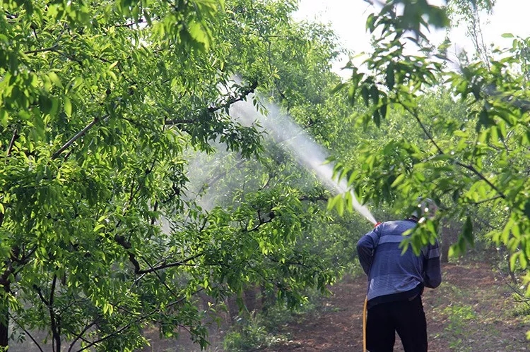 中威,中威春雨,夏季噴藥注意事項(xiàng)，快活林園林養(yǎng)護(hù)