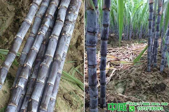 甘蔗葉面肥用什么拔節(jié)高？甘蔗用什么肥料長得快？