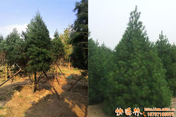 松柏移栽生根恢復慢怎么保水促活，針葉蒸騰抑制劑哪個好？