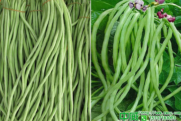 豆角坐莢低落花多怎么辦？豆角葉面肥用什么好？