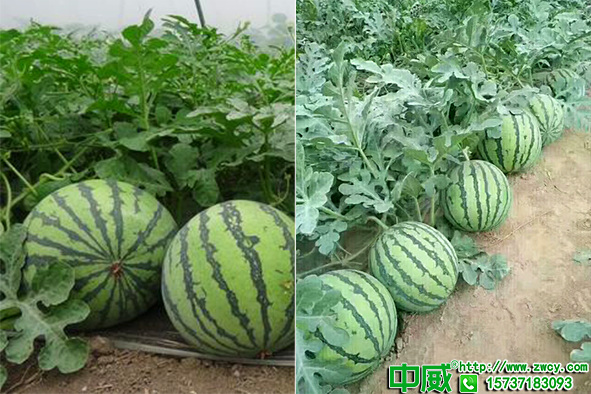 西瓜種植技術(shù)，西瓜膨大肥料應(yīng)該怎么施？