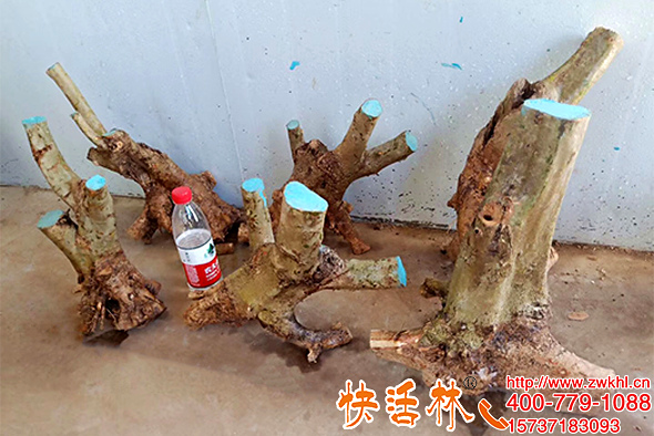 樹傷口愈合用什么涂抹好，快活林愈傷膏快速恢復(fù)殺菌防感染