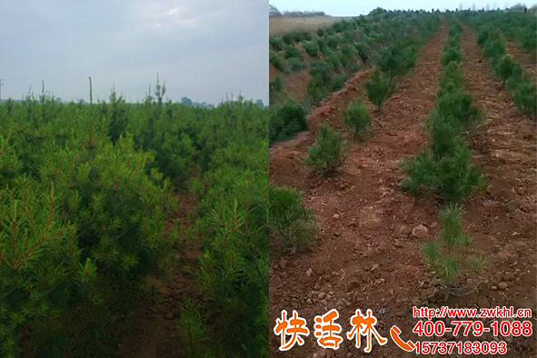 生根劑品牌排行榜是真的嗎，該怎么選擇好用的生根劑