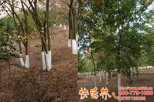 林場樹干涂白保暖防病，快活林涂白劑可噴施樹越多越方便