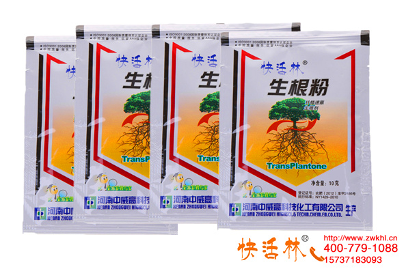 生根粉是什么？只知道長根嗎？三角梅扦插怎樣才能生根快長得壯