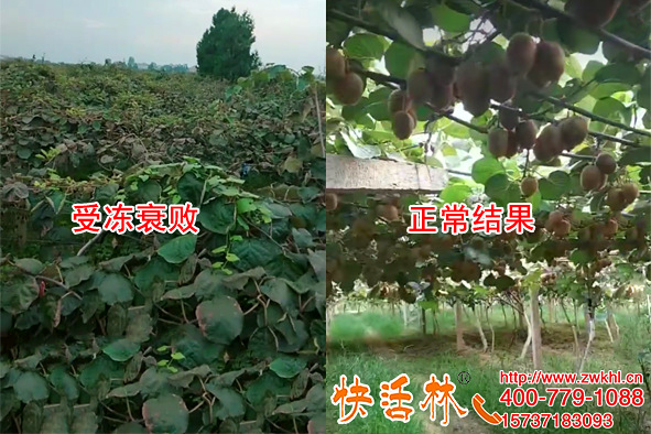 獼猴桃樹防凍的藥哪里買，快活林預(yù)防倒春寒保果更專業(yè)