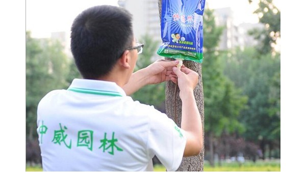 大樹移栽成活高，那是“輸液”有方法！