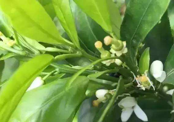 中威春雨保花保果復硝酚鈉400-779-1088