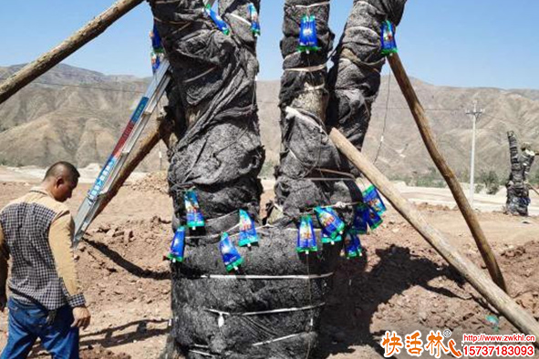 北京苗木營養(yǎng)液哪里有賣的？吊針液用哪家的效果好？