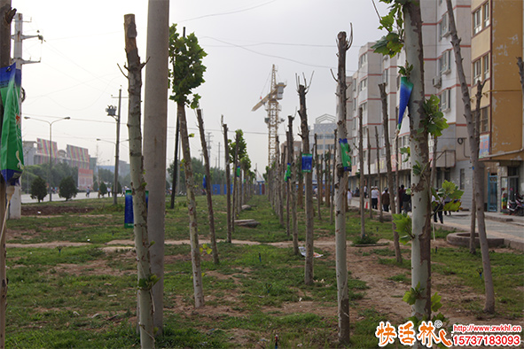 路邊掛的給樹輸液的營(yíng)養(yǎng)袋有什么用？吊針液哪種效果好？