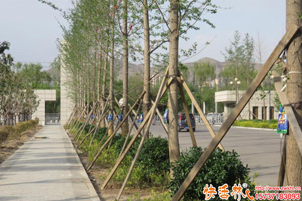 快活林大樹營養(yǎng)液使用