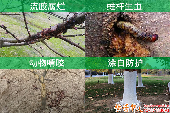 快活林涂白劑樹木保護