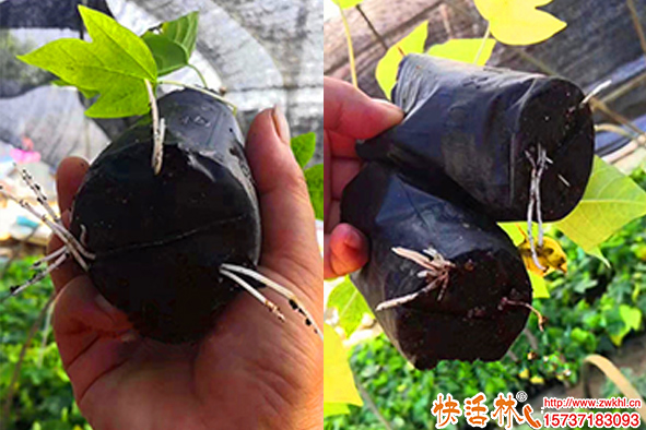 快活林扦插生根劑木瓜扦插半月長(zhǎng)根喜人