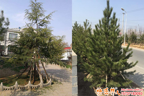新栽松樹恢復(fù)慢是什么原因？松樹快死了掉松針怎么救？